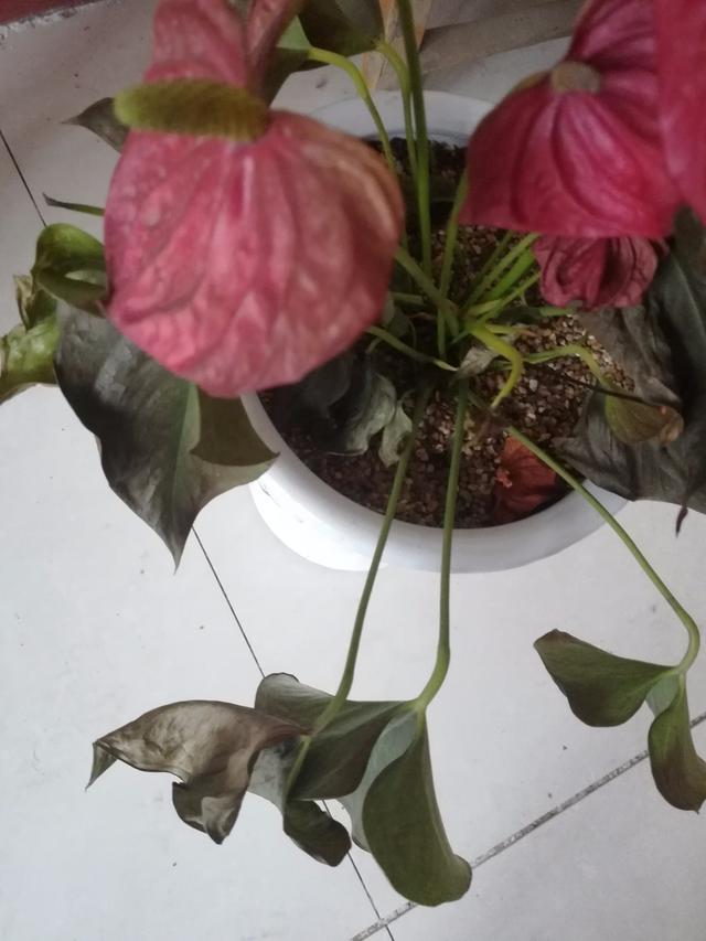 温度高，8种花再旱也“不能喷水”，不是唬人，都是花钱买的教训
