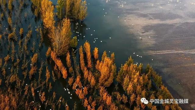 灵宝：黄河湿地风景如画