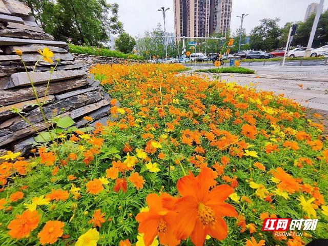 花在城中，人在景中 湘潭园林低成本打造高颜值绿化景观