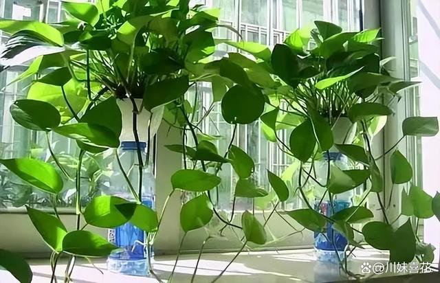 4种过期的小药片，用来养花状态好，根系健壮叶片油绿有光泽