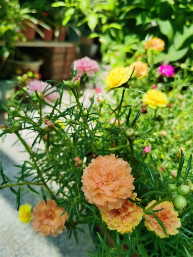 7种漂亮花，越热越“出彩”，6、7月养花首选，适合新手