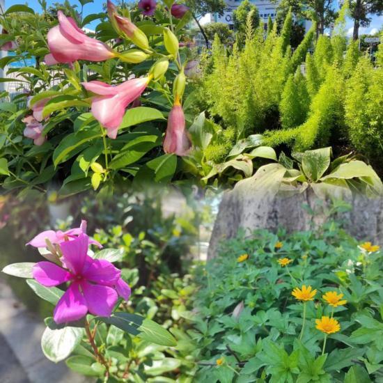 深圳大鹏新区葵涌绿化景观再提升，金葵中路换新颜