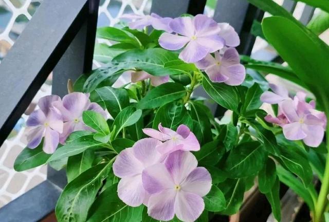 长春花打顶和摘心方法