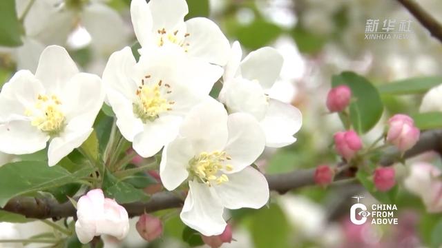 湖北：不负人间芳菲日 南漳海棠花正开