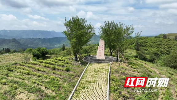 古丈：小小“扶贫叶”长成乡村振兴“致富树”