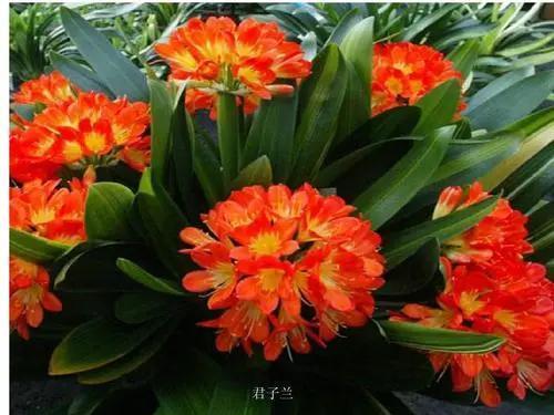 君子兰的养护方法，一起来看看