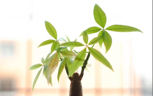 室内放什么植物可以有效净化空气？养这10种植物就足够了！