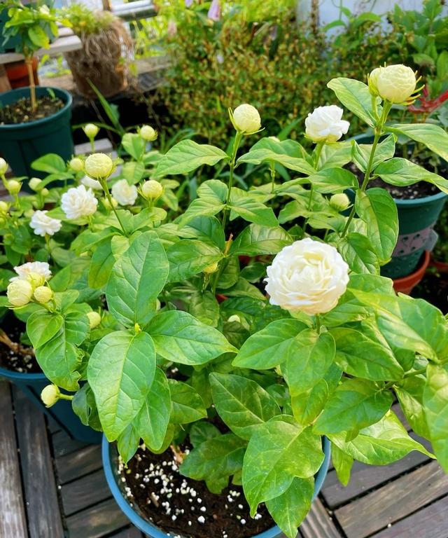 茉莉花界的“男神”，花径4厘米，浓香，多季节开花，你值得拥有
