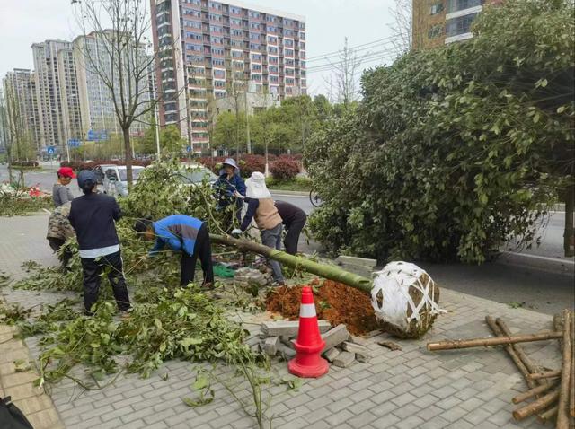 中心城区春季绿化管养开启“加速度”