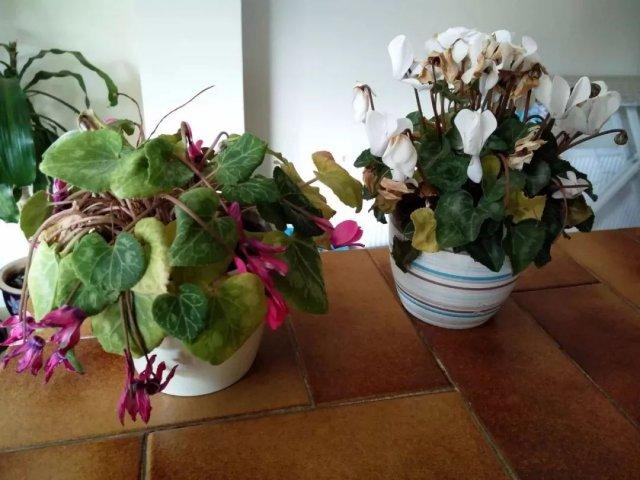 室内养花，5种花不能养，2种花要常养，是过来人的经验，要牢记