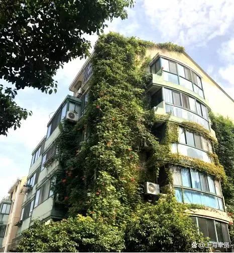 立体绿化为建筑披绿衣，让森林城市更低碳
