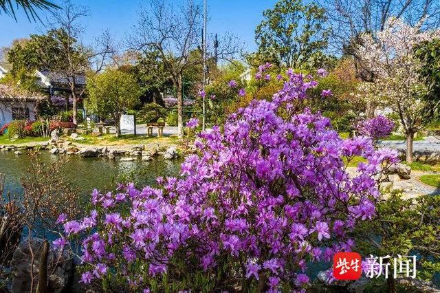 “花中西施”杜鹃、南京“土著”秤锤花都开了
