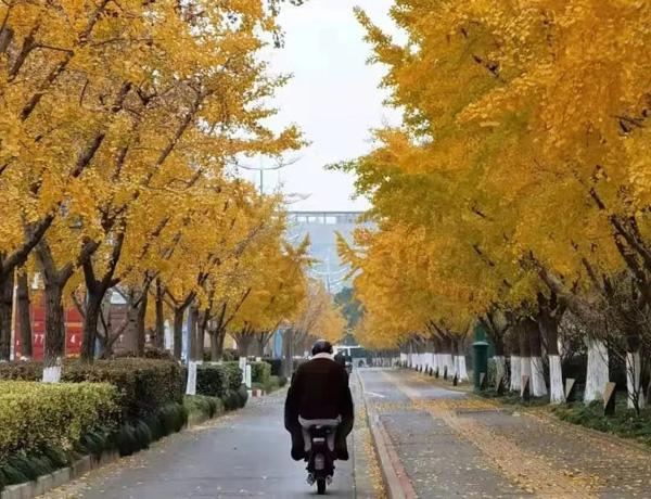 打造四季多彩的道路景观！青浦新增一条上海市绿化特色道路