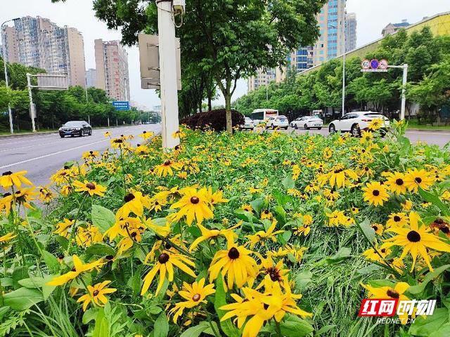 花在城中，人在景中 湘潭园林低成本打造高颜值绿化景观