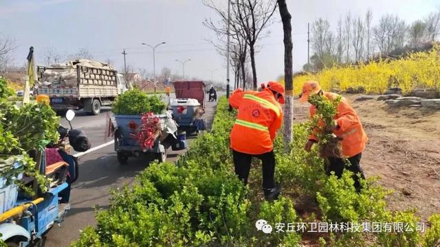 安丘：“加减乘除”四部曲，扮靓早春好颜色
