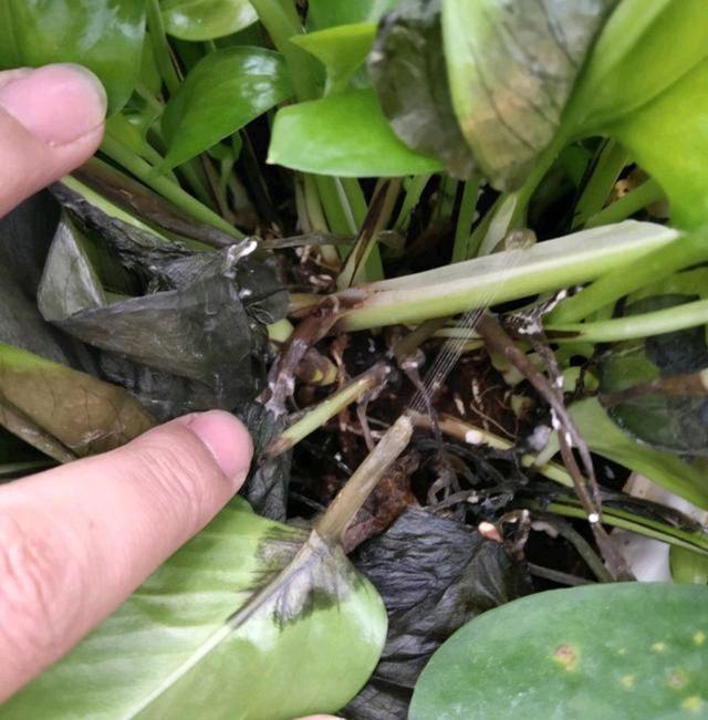 养花“禁用”5种水，浇了就烧花，黄叶死翘翘，后悔都晚了