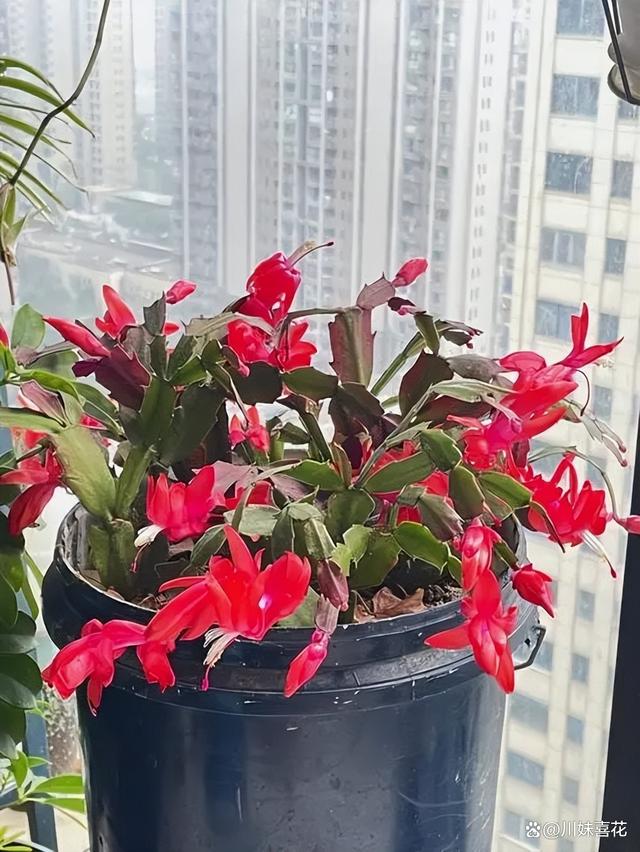 容易繁殖的6种花，摘片叶子插土里，生根快当年有花赏
