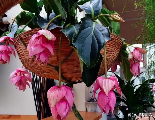 秋天温度下降后，6种怕冷花及时搬进室内，不然冻伤难过冬