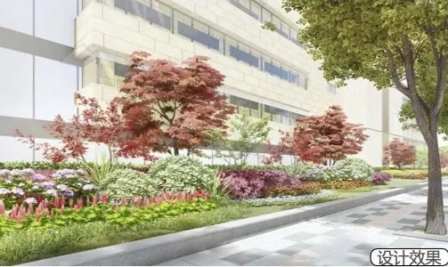 临空园区将新建4个“口袋公园”，还将打造“红枫街
