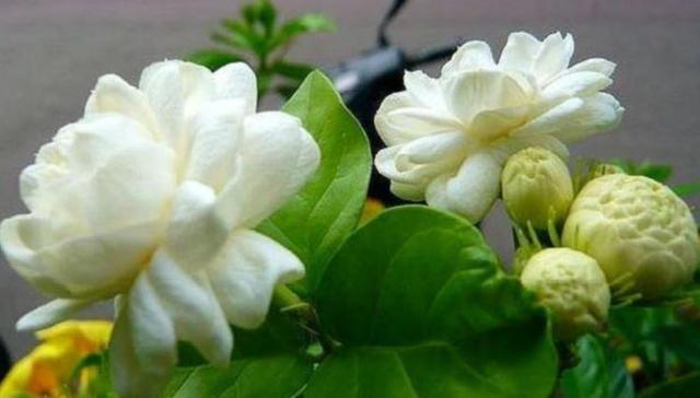 虎头茉莉，优秀的盆栽茉莉品种，花大美丽，芬芳好养，适合新手
