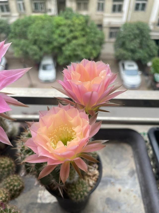 养仙人球，有“一点”非常关键，根系茁壮，顺利开花，又肥又壮