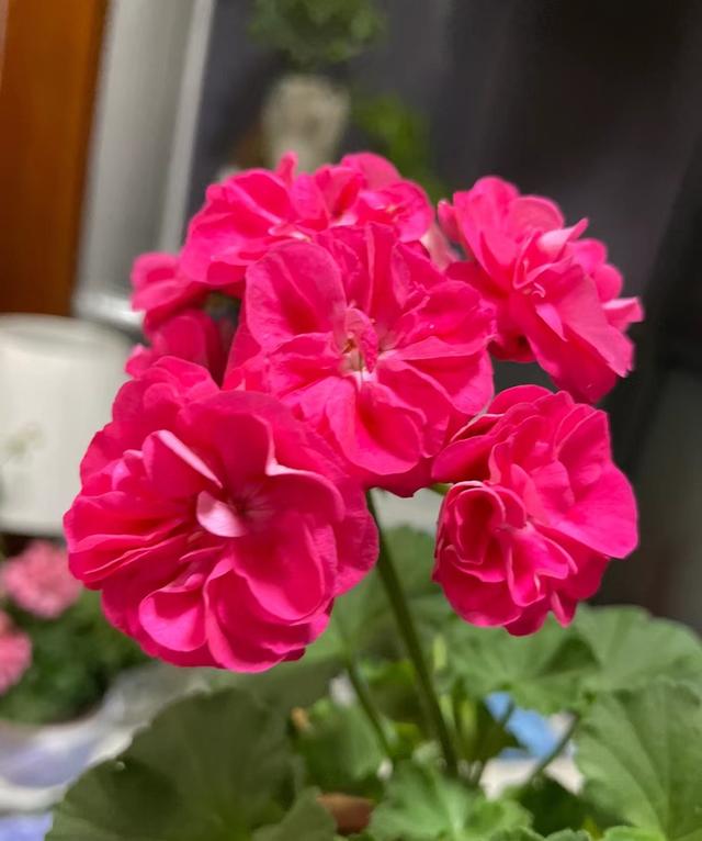 天竺葵新品种“罗莎琳达”，花美如玫瑰，又美又喜庆，耐热好养活
