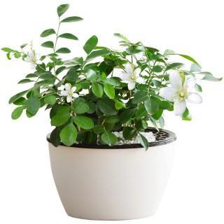 家里养盆九里香，花如其名，每次开花香味飘远，满树都是小白花！