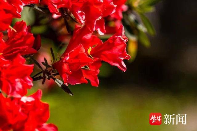 “花中西施”杜鹃、南京“土著”秤锤花都开了