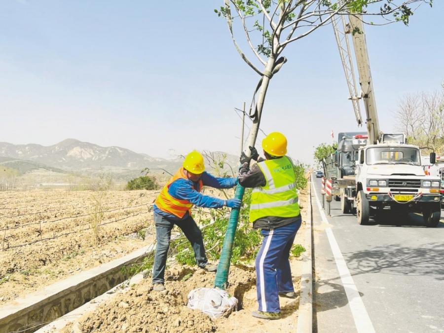 厚植城市生态底色！牟平实施道路绿化及改造提升工程