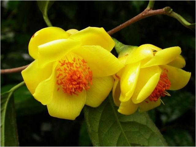 6种“娇贵花”，买之前要做好预算，不过再贵，入手一盆也不亏
