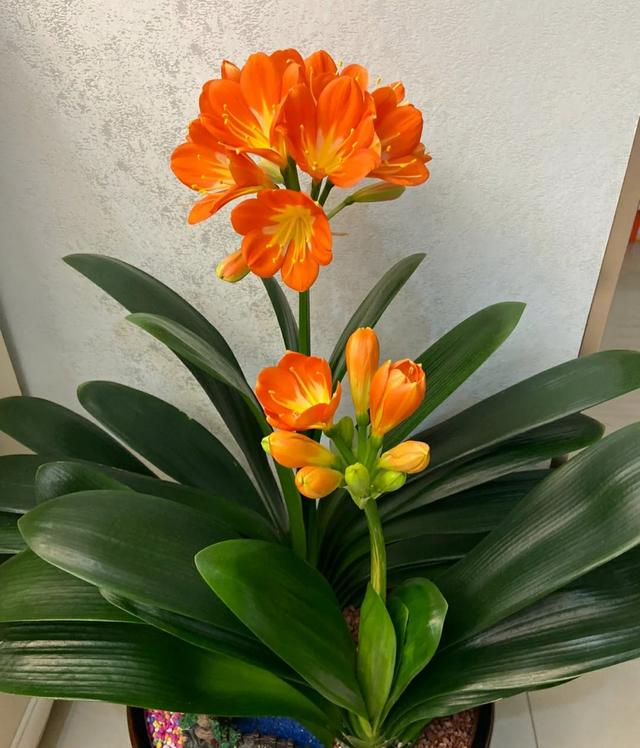 哪怕再没钱，冬天也要入手4种花，好看又吉利，越养越旺财