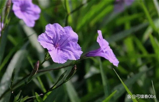 蓝花草如何养护？一起来看看吧！