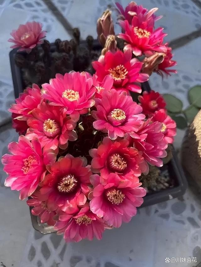 不喜欢富养的5种花，小盆种挤一挤，开花一茬接一茬