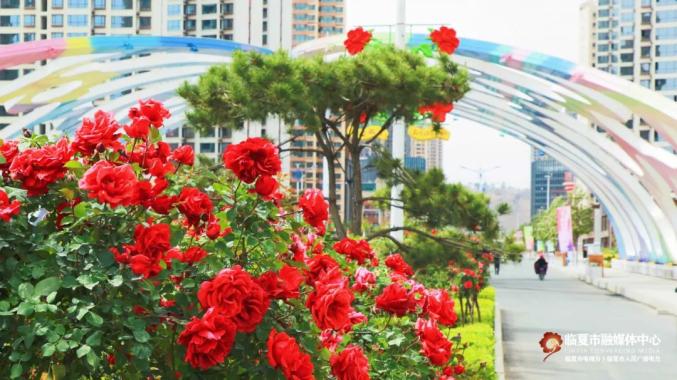 临夏市：不负夏日好时光 园林绿化养护忙