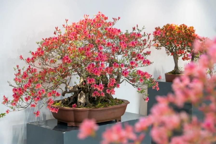 2023上海（国际）花展·滨江杜鹃花展盛装亮相