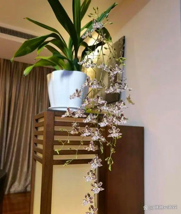 “养花不易，脑袋用废”，新手养花不容易，折腾来，折腾去！