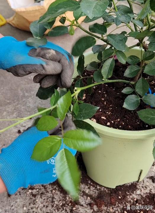 月季花为什么要压枝？什么样的月季需要压枝？