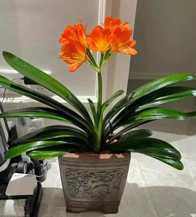 劝你别养这3种花，家里要有赶快扔，老花匠都“上当”了