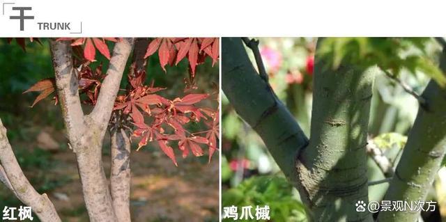景观绿化中易混淆的植物品种。还在傻傻分不清吗