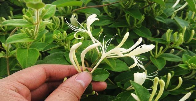 这样养花真省钱，“5种花”剪个枝，插盆里，养出多盆，旺盛漂亮