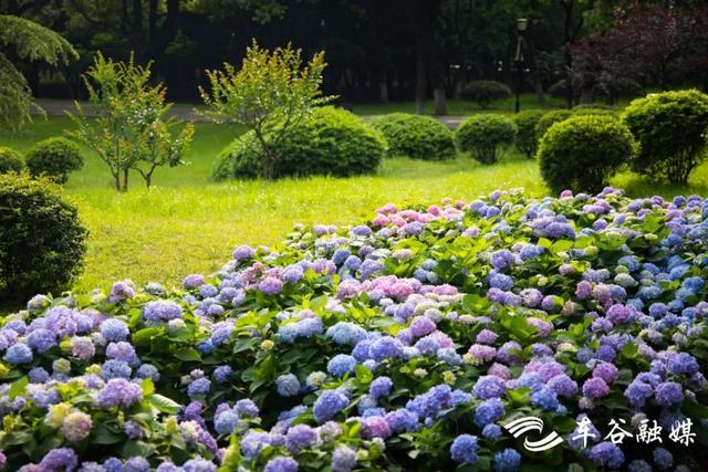 初夏时节，到汤湖公园与绣球花来场浪漫“约会”吧