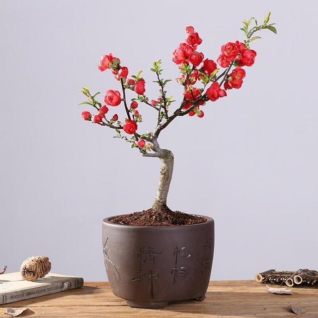 建议大家，养花就养这款海棠：我见过最美的海棠花