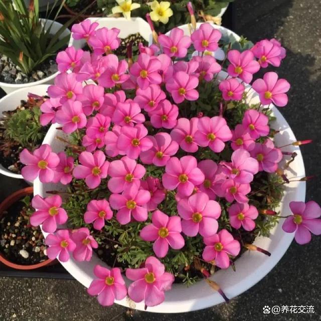 秋植酢浆草养护指南