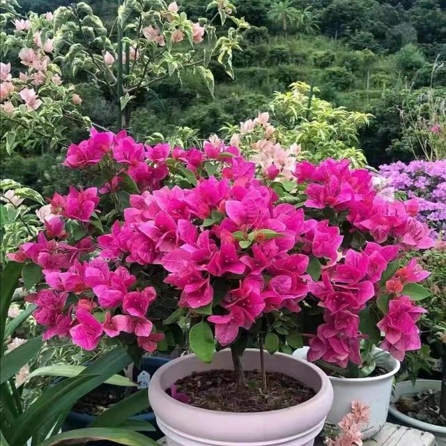 三角梅怎么催花？花后怎么修剪？花量太少要这样处理
