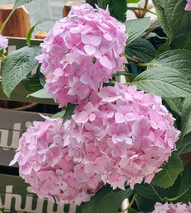 养绣球花有秘诀，4句话记在心，花朵开成大圆球