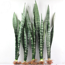 虎皮兰进入生长旺季，“3不多”要牢记，植株长势旺