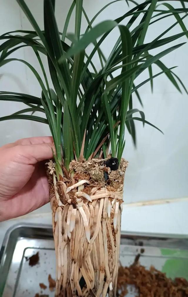 养花常备4种水，养根养叶促花，比打激素还好使
