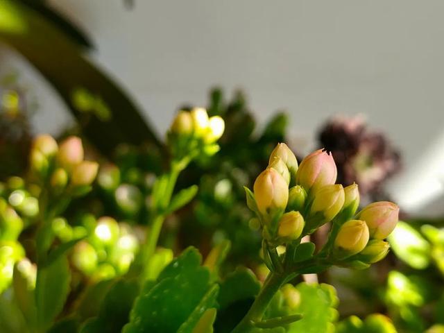 长寿花没有花苞？照着“2步”做，花开一茬又一茬