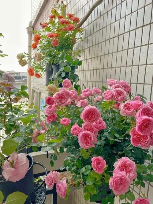 7种漂亮花，越热越“出彩”，6、7月养花首选，适合新手