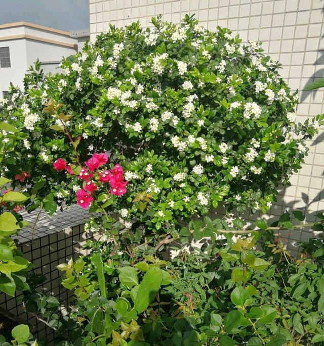 家里有院子，种几株九里香，花香浓郁，让人心情愉悦